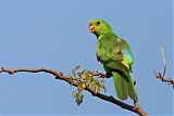 Red-winged Parrotborder=